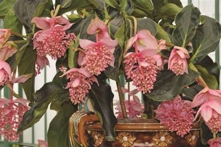 大豆初花期喷什么叶面肥好呢