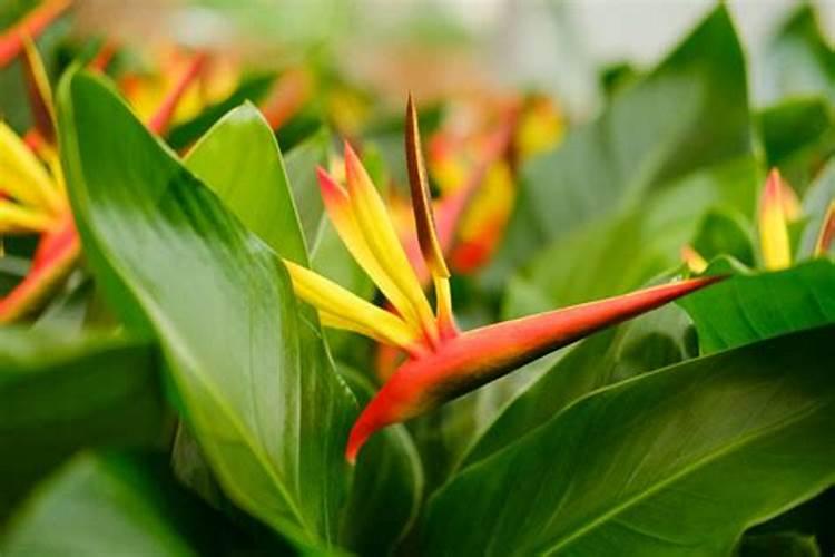 天堂鸟开花怎么养护