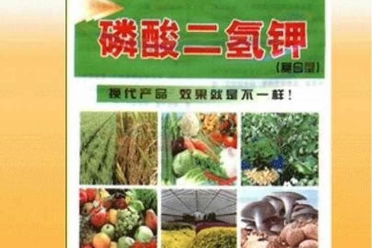 葡萄采摘后什么时候施肥最好