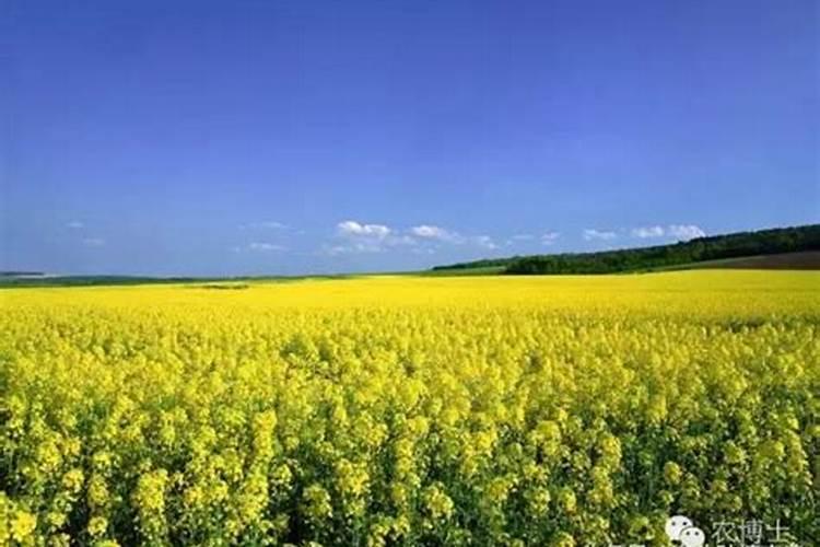 油菜苗可以喷叶面肥吗