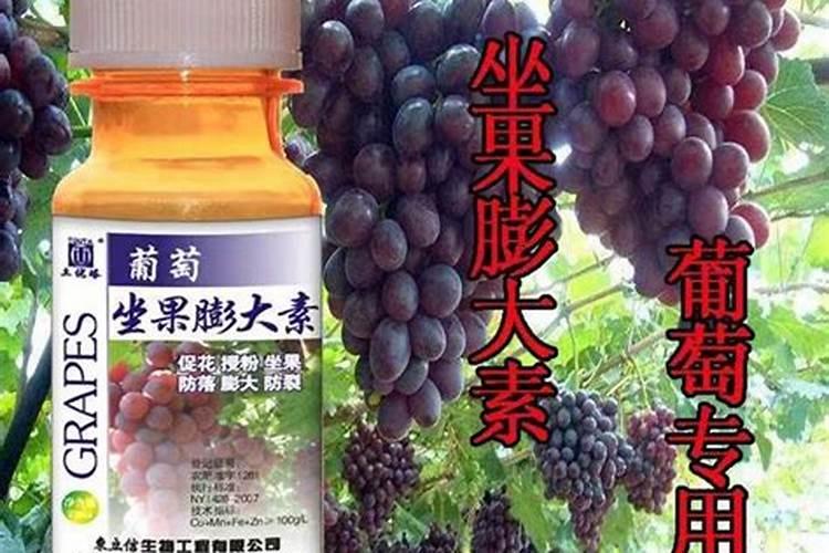 巨峰葡萄喷施什么叶面肥能提高坐果率？