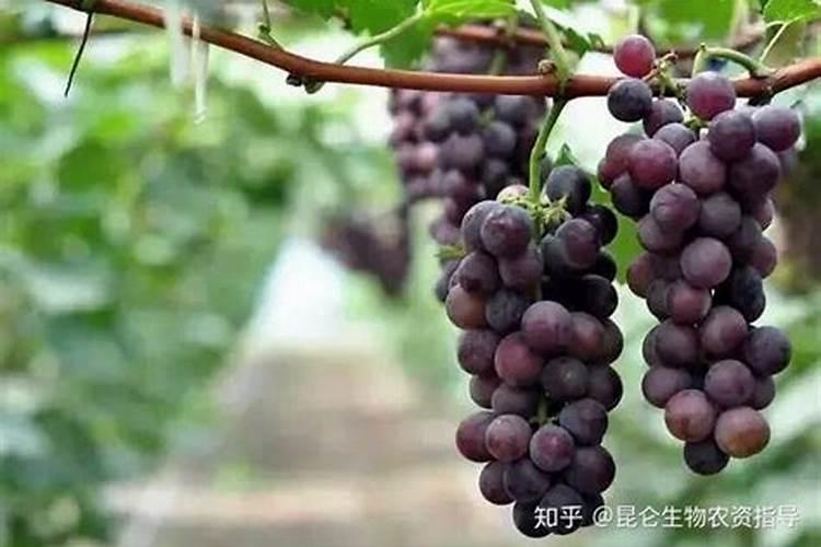 巨峰葡萄追施什么肥料好？巨峰葡萄喷什么叶面肥结果多？巨峰葡萄叶面肥用...