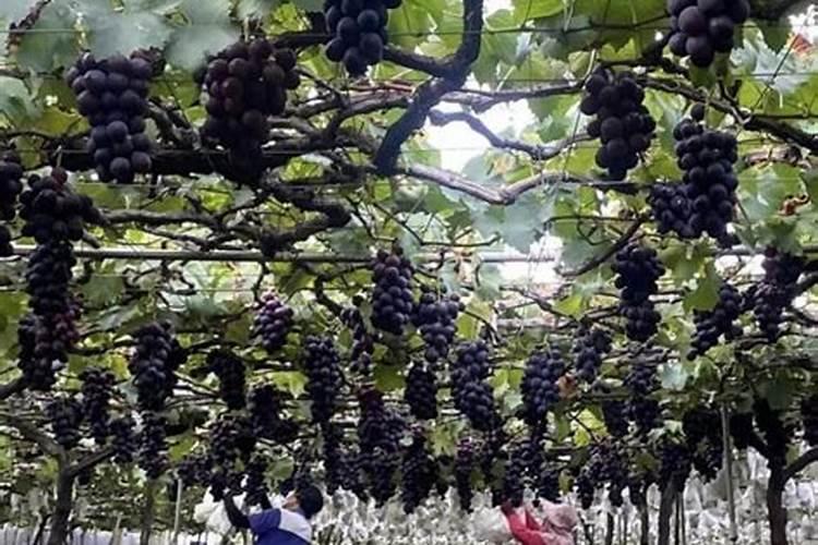 施冲施肥葡萄会裂果吗？葡萄用啥冲施肥品质好