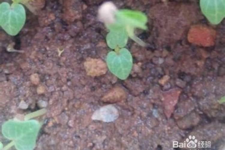 第一年葡萄小苗施什么肥(刚种葡萄苗用什么肥料长得快)