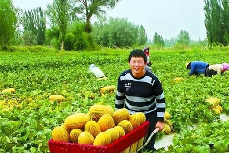 三十烷醇和芸苔素在农作物上的应用有何不同？