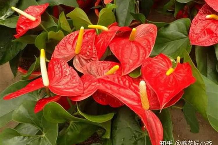 红掌的长叶催花方法