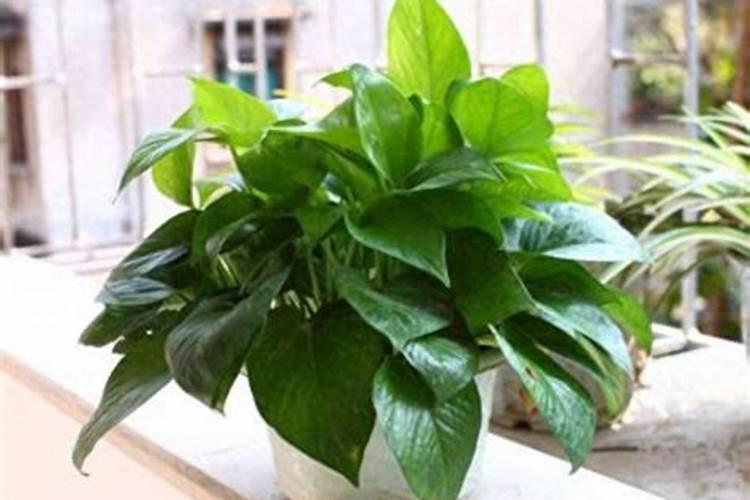 绿萝喜欢什么肥料