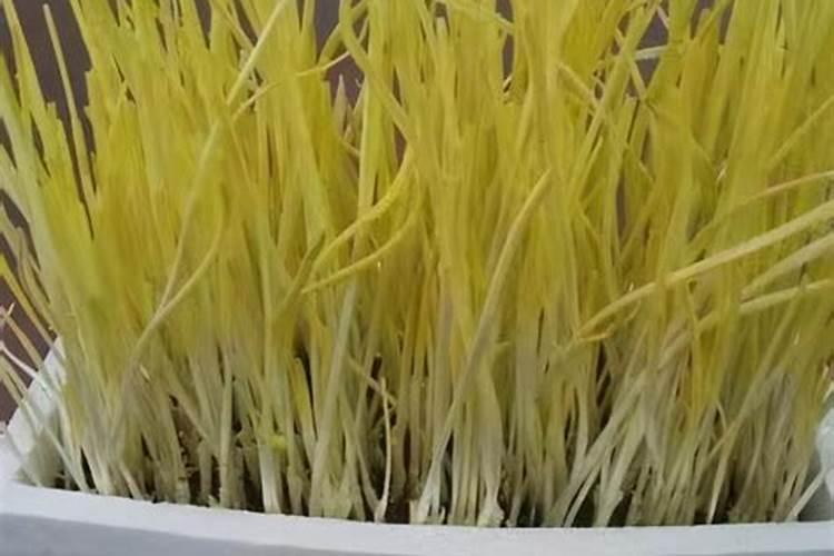 兰花可以施肥尿素吗