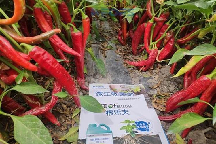 白芨壮根叶面肥的使用方法,白芨壮根叶面肥用哪种好？