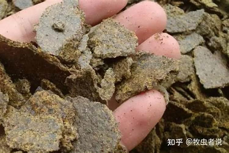 红蜘蛛是常见绿豆的病害,绿豆怎么防害虫红蜘蛛？