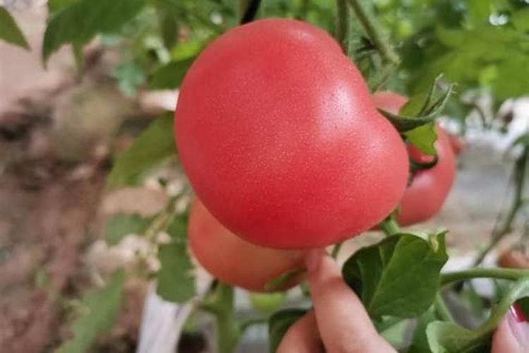 枇杷树用什么肥料最好