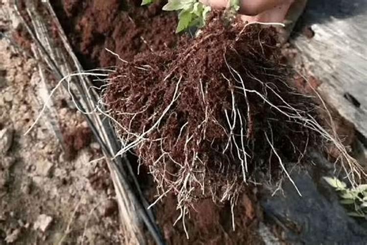 什么是磷肥 磷肥促进植物什么生长