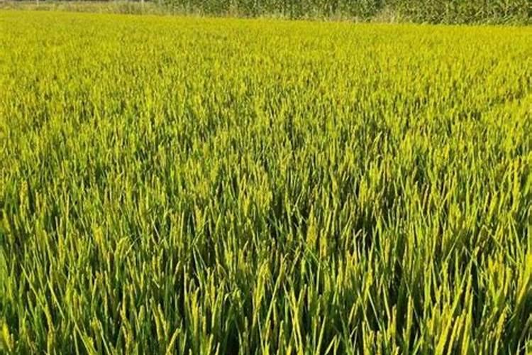 种植水稻用什么肥料好