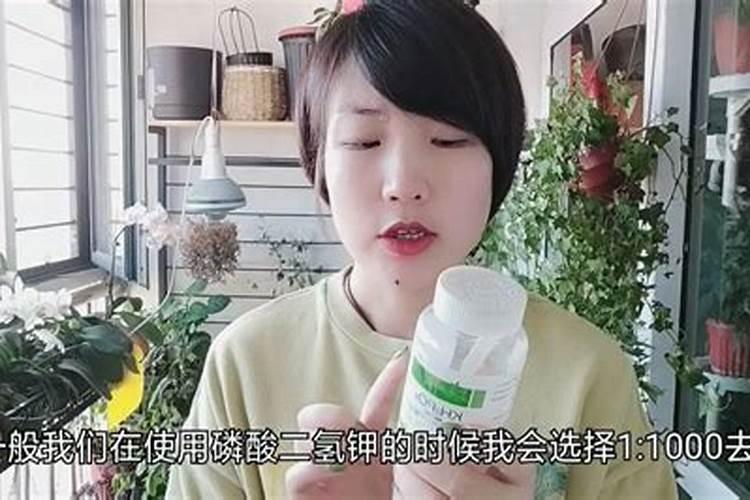 施什么肥可以促进开花