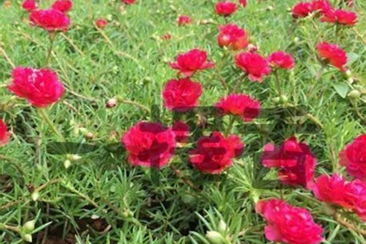 大家都用什么肥料催开花