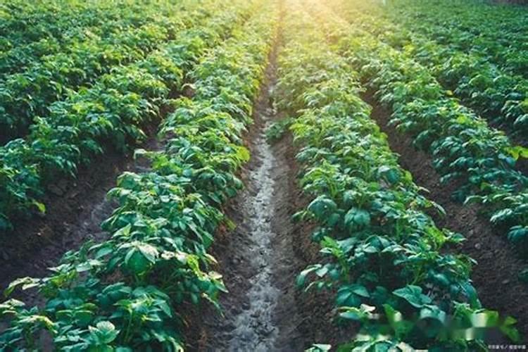 红薯移栽之后可以施肥吗？什么时候施第一遍肥？