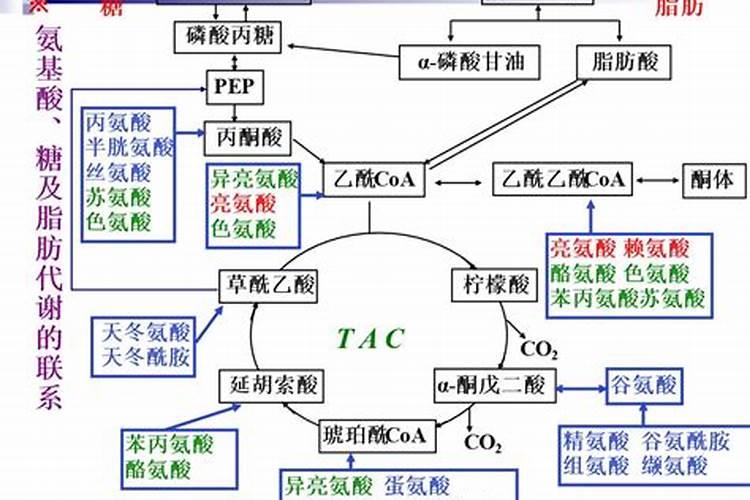 玉米上喷大量元索水溶肥好还是氨基酸水溶肥好