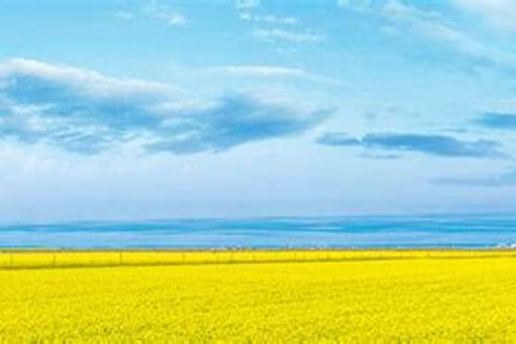 油茶苗什么时候栽最好