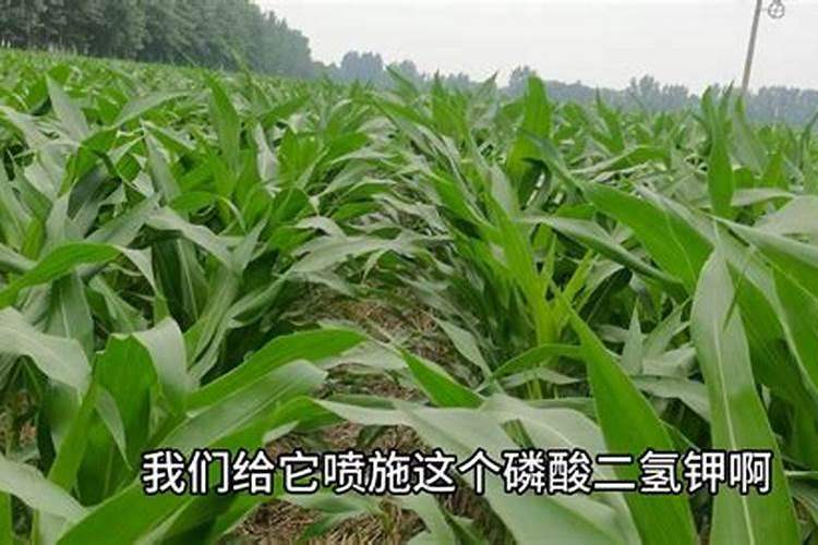 西瓜坐果七八斤,可不可以施肥？