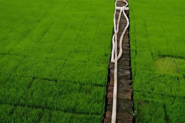 水稻氮肥有哪些？