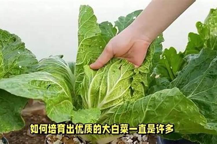 大白菜什么时候施肥和浇水