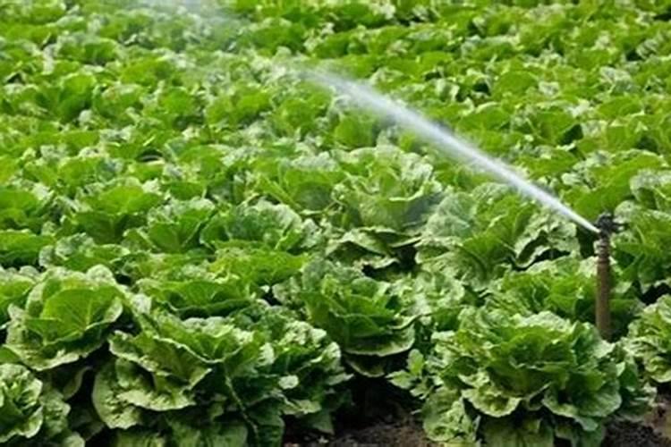 大白菜浇水的正确方法