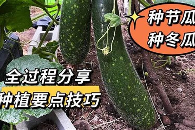 节瓜施肥用什么肥料