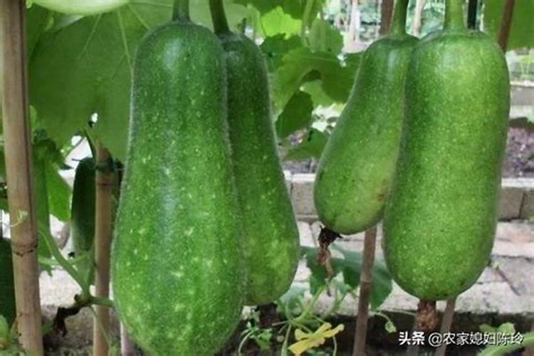 如何使节瓜多结瓜 种植多久可收获