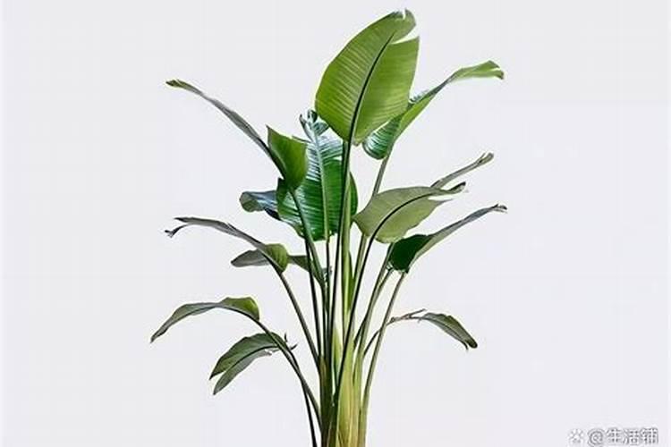 天堂鸟怎么养才能更旺盛,做好4点,越长越大,还能开花