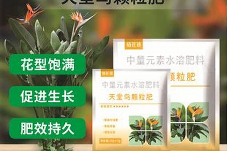 天堂鸟如何施肥