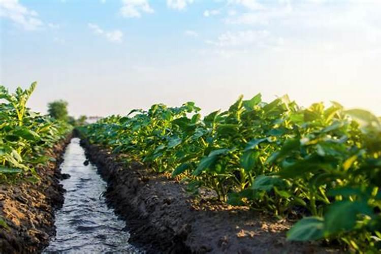 水溶肥下雨天施肥好吗