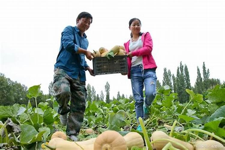 南瓜施肥施用什么水溶肥？