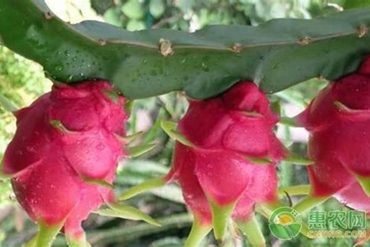 什么肥料能促进枝条生长？