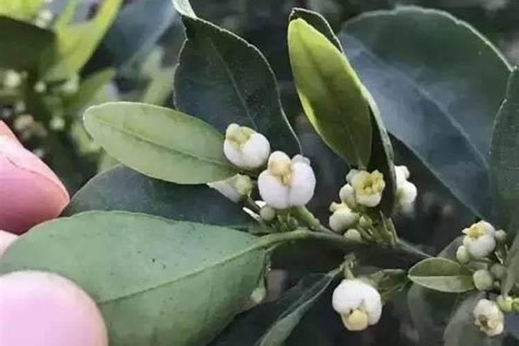 柑橘追肥能用芸菩素吗？