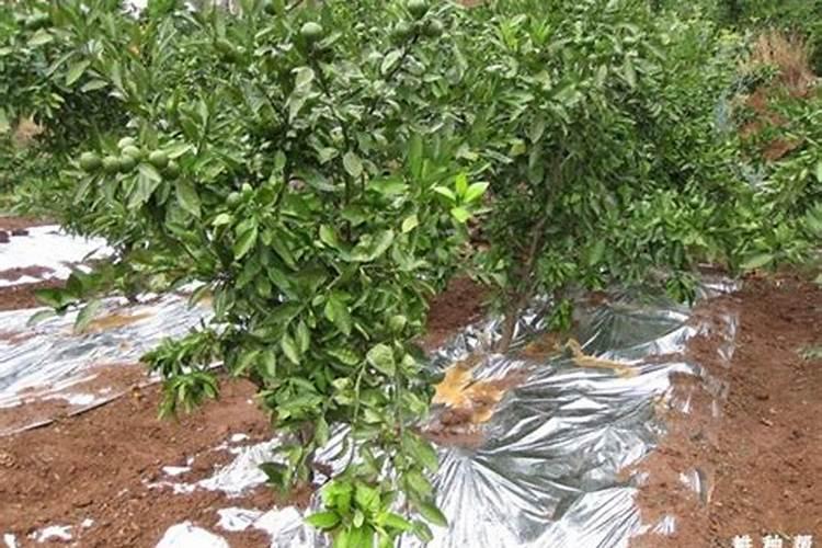 柑橘小苗要怎样才长得快长得粗