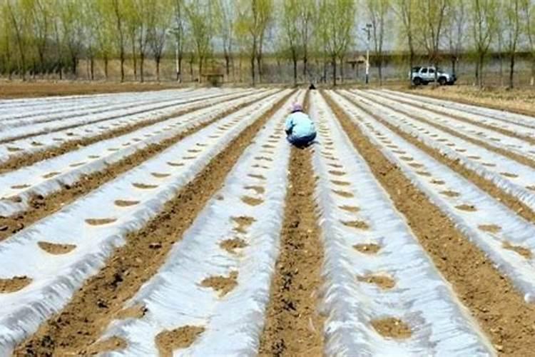 果树结果期用哪种水溶肥效果好？果树膨大期施肥怎么施？