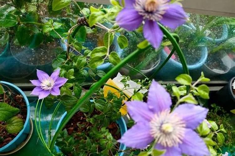 芸苔素内酯对番茄有哪些效果