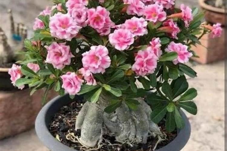 沙漠玫瑰砍头后用施肥嘛？施什么肥好？