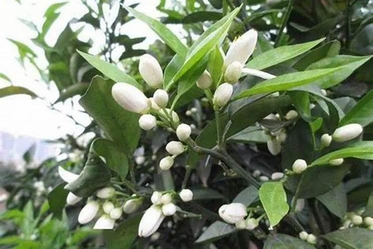 柑橘开花之际用哪种肥料比较好