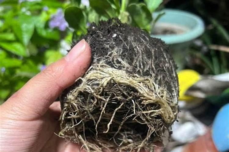 什么肥料可以促进根系生长