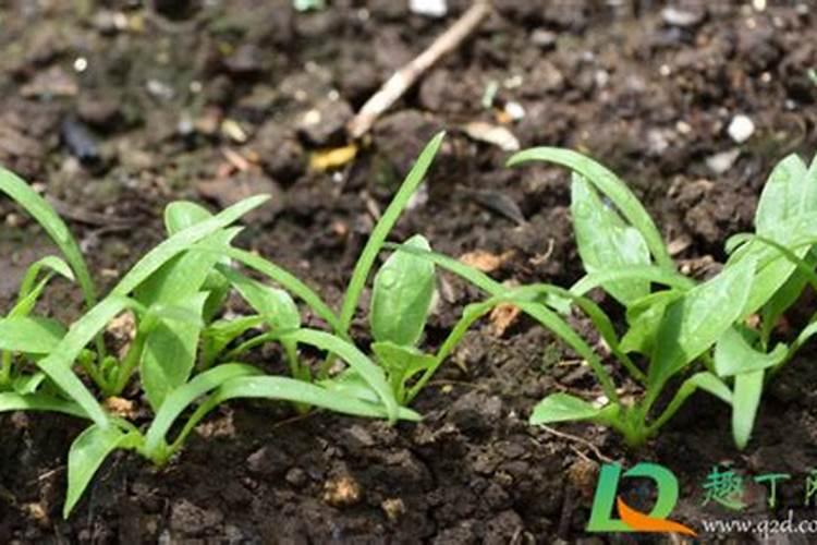 刚发芽的幼苗能施肥吗