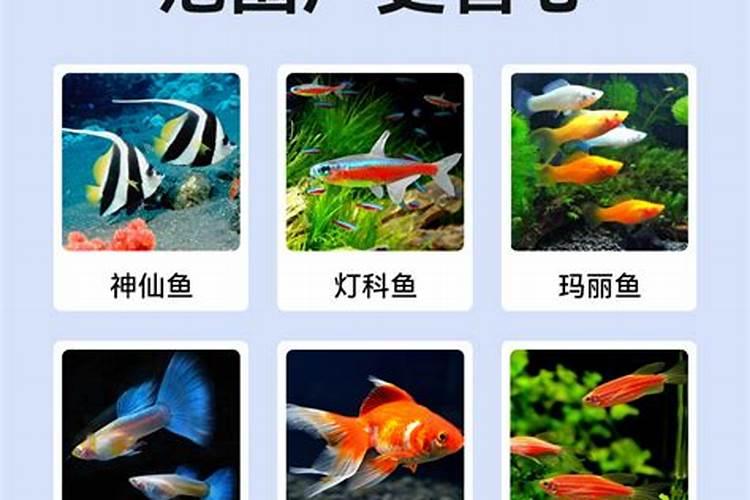 玉米地套种辣椒怎么样