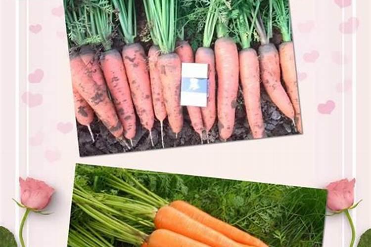 蔬菜叶面施肥磷酸二氢钾碳加醋怎样对比？