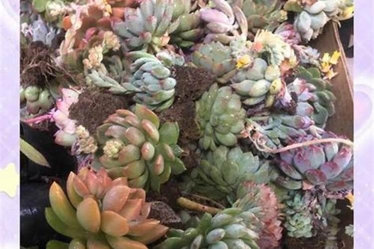 落地生根水肥管理技巧