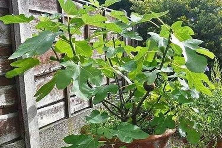 无花果施什么肥好