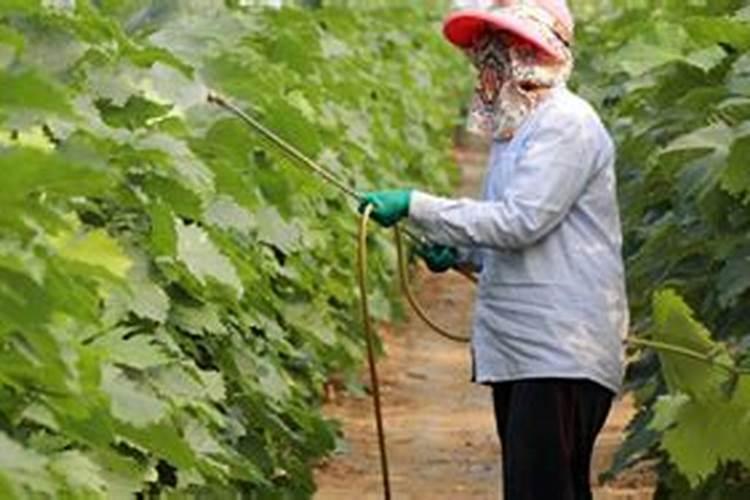 喷施叶面肥以后隔几天可以喷施其它农药