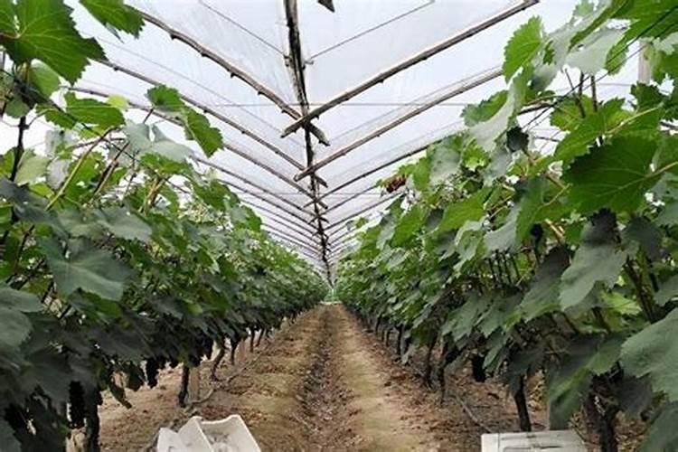 大棚葡萄开花后施什么肥料