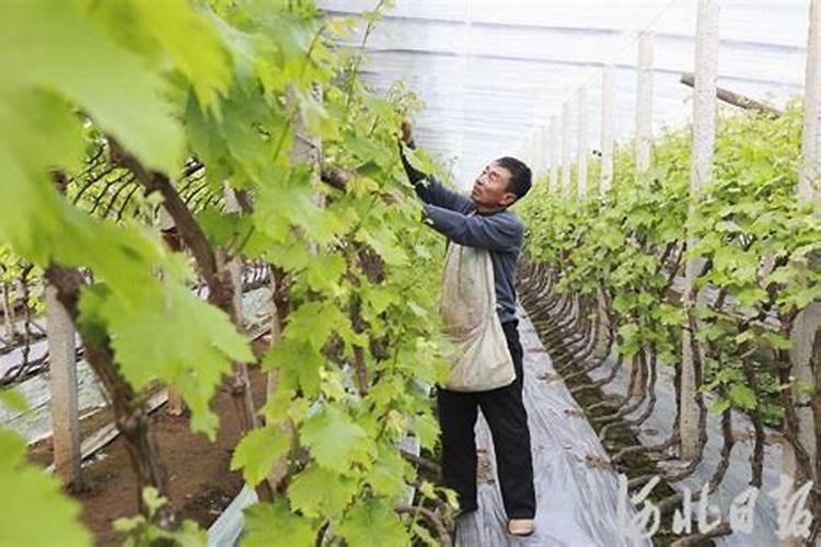 温室种植葡萄,在开花对肥料的要求都有哪些？