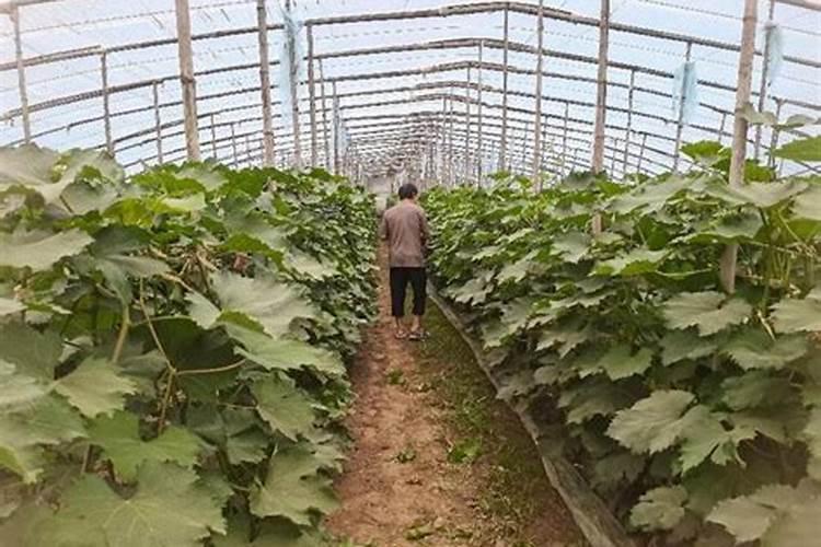 大棚葡萄高产的栽培管理和施肥建议