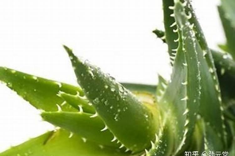 鸡蛋壳可以浇芦荟么？